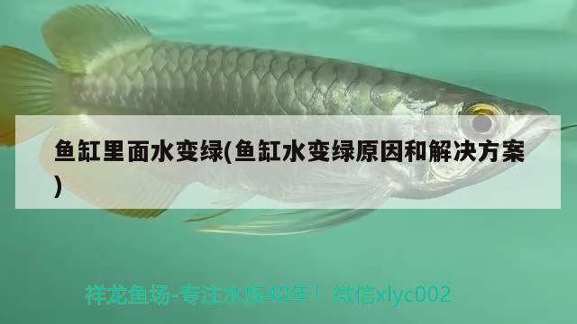 鱼缸里面水变绿(鱼缸水变绿原因和解决方案) 非洲金鼓鱼