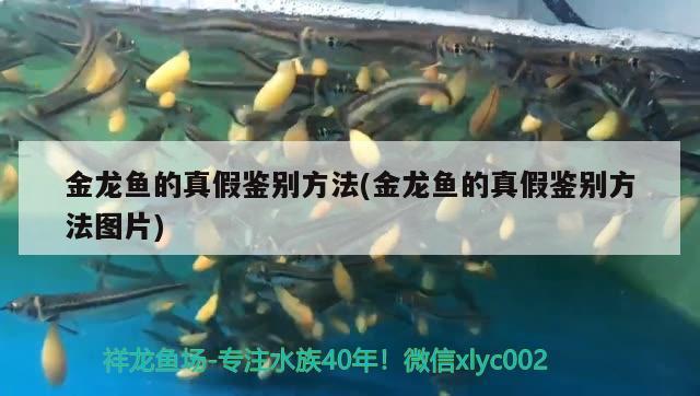 金龙鱼的真假鉴别方法(金龙鱼的真假鉴别方法图片) 水族维护服务（上门）