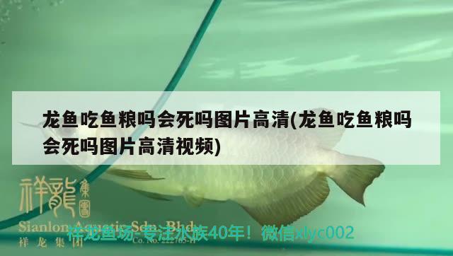 龙鱼吃鱼粮吗会死吗图片高清(龙鱼吃鱼粮吗会死吗图片高清视频)