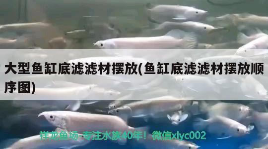 大型鱼缸底滤滤材摆放(鱼缸底滤滤材摆放顺序图) 苏虎