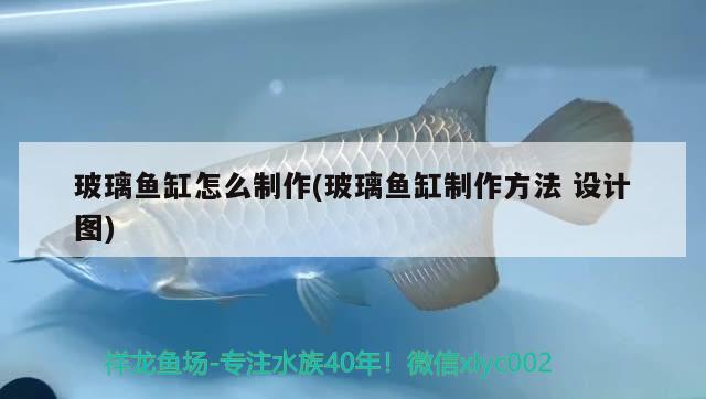 红龙鱼哪个品种最好最贵（最好的红龙鱼） 元宝凤凰鱼专用鱼粮 第2张