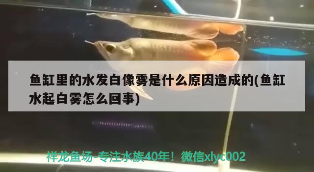 鱼缸里的水发白像雾是什么原因造成的(鱼缸水起白雾怎么回事)