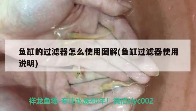 鱼缸过滤器怎么清洗消毒水视频(鱼缸净水器怎么清洗) 鱼缸水质稳定剂