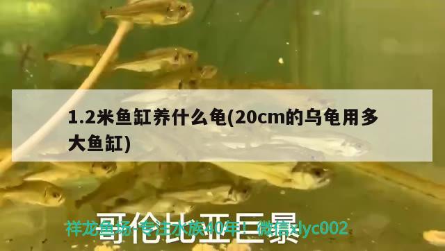 1.2米鱼缸养什么龟(20cm的乌龟用多大鱼缸)