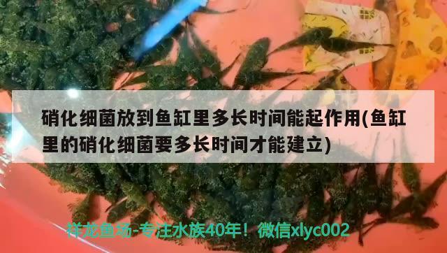 鱼缸杀菌水什么牌子好(鱼缸水质消毒剂什么品牌好) 银龙鱼 第2张