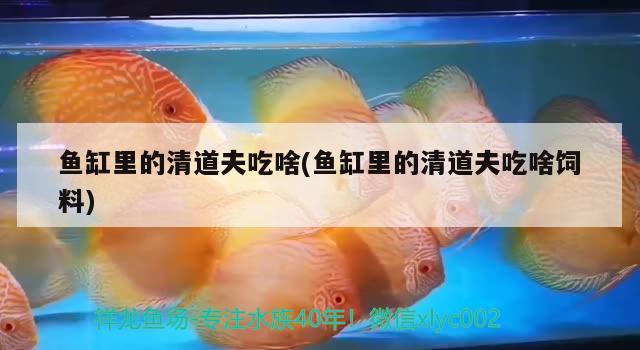 鱼缸里的清道夫吃啥(鱼缸里的清道夫吃啥饲料) iwish爱唯希品牌鱼缸