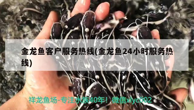 金龙鱼客户服务热线(金龙鱼24小时服务热线) 观赏鱼批发