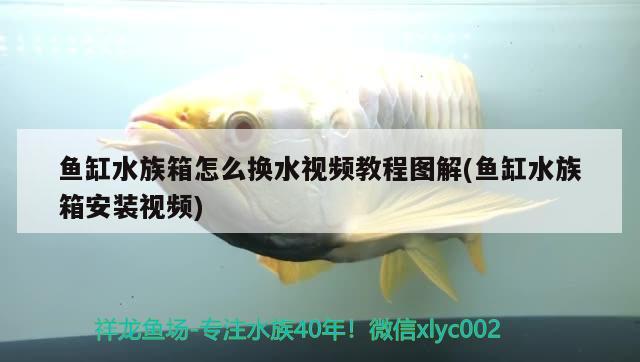 鱼缸水族箱怎么换水视频教程图解(鱼缸水族箱安装视频) 鱼缸/水族箱