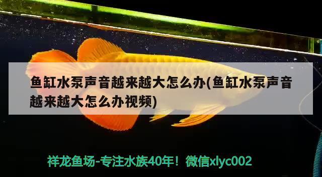 鱼缸水泵声音越来越大怎么办(鱼缸水泵声音越来越大怎么办视频)