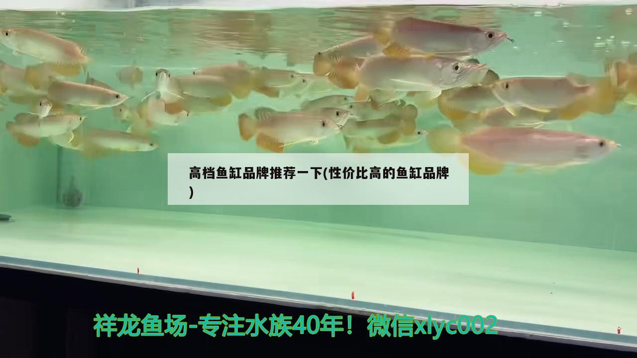 高档鱼缸品牌推荐一下(性价比高的鱼缸品牌)