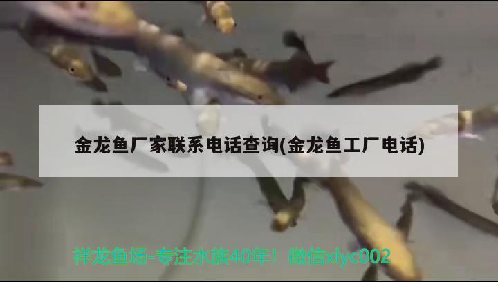 龙鱼可以吃小白条吗有毒吗(白条鱼会不会吃小鱼) 新加坡号半红龙鱼（练手级红龙鱼） 第1张