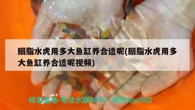 胭脂水虎用多大鱼缸养合适呢(胭脂水虎用多大鱼缸养合适呢视频)