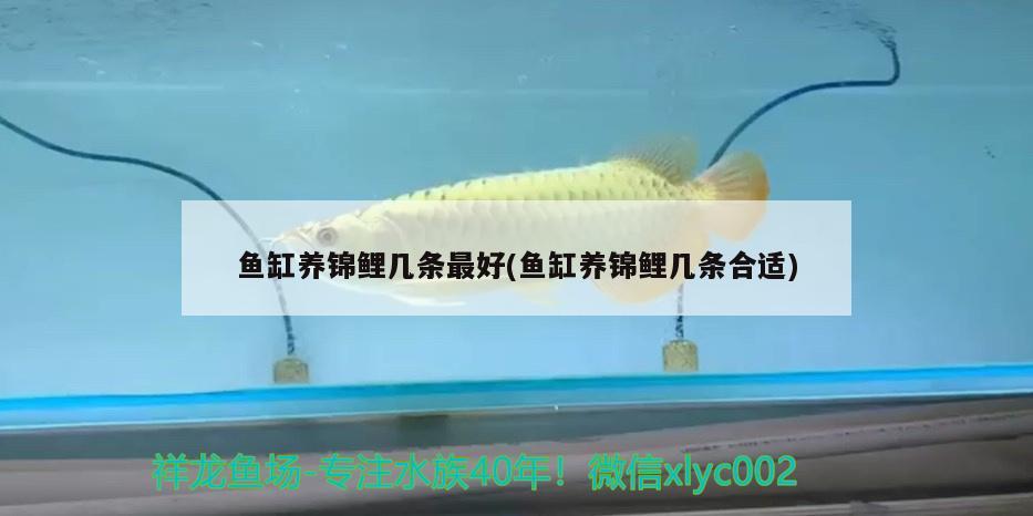 鱼缸养锦鲤几条最好(鱼缸养锦鲤几条合适) 鱼缸/水族箱