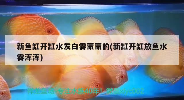 新鱼缸开缸水发白雾蒙蒙的(新缸开缸放鱼水雾浑浑) 黄金梦幻雷龙鱼