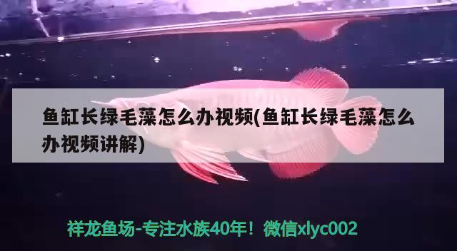 鱼缸长绿毛藻怎么办视频(鱼缸长绿毛藻怎么办视频讲解) 羽毛刀鱼苗