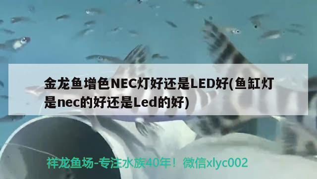 长治市观赏鱼批发市场 长治卖观赏鱼的地方