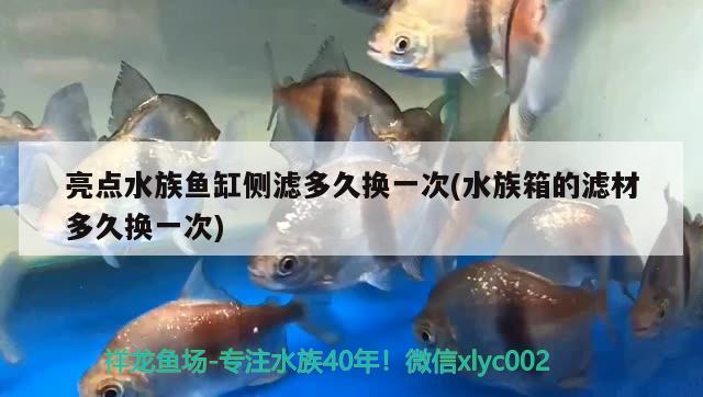 亮点水族鱼缸侧滤多久换一次(水族箱的滤材多久换一次) 鱼缸/水族箱