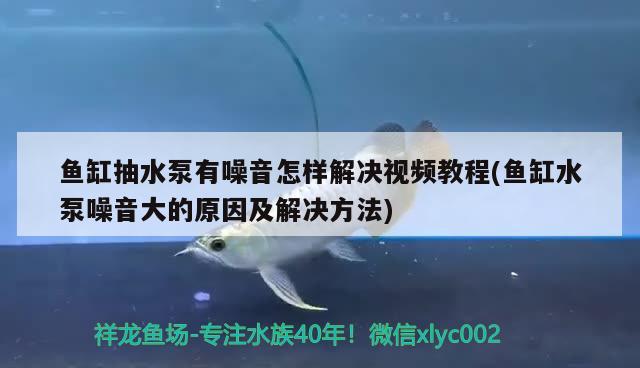 鱼缸抽水泵有噪音怎样解决视频教程(鱼缸水泵噪音大的原因及解决方法)