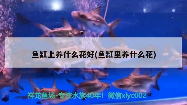 鱼缸如何开缸消毒（古法养鱼开缸消毒步骤） 量子养鱼技术 第1张