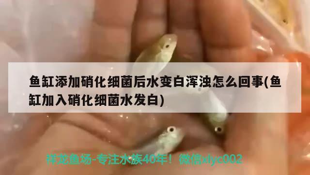 鱼缸添加硝化细菌后水变白浑浊怎么回事(鱼缸加入硝化细菌水发白)