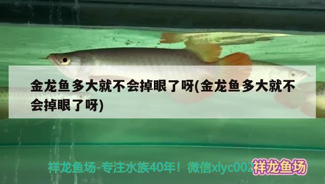 金龙鱼多大就不会掉眼了呀(金龙鱼多大就不会掉眼了呀) 观赏鱼鱼苗