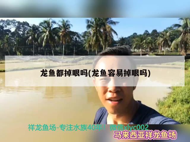 龙鱼都掉眼吗(龙鱼容易掉眼吗)