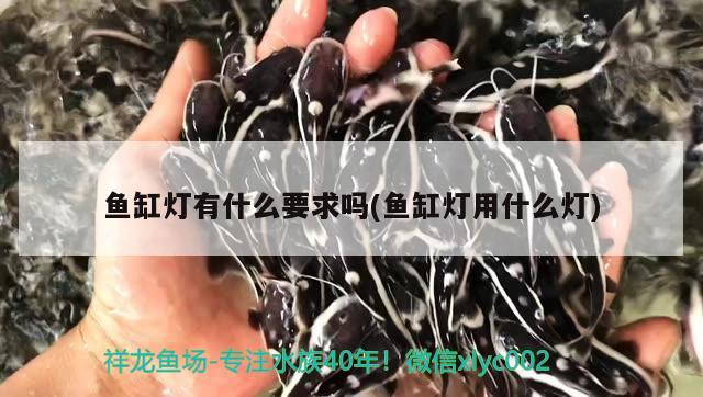 鱼缸品牌排行榜前十名有哪些（鱼缸品牌排行榜前十名有哪些呢）