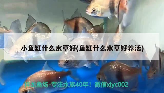 兰寿和金鱼有什么区别，和兰寿相似的鱼叫什么庸 观赏鱼 第3张