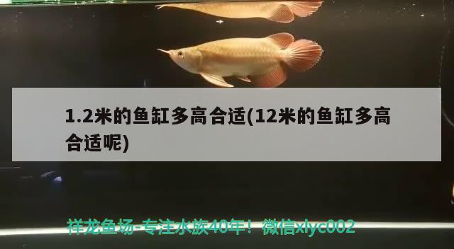 1.2米的鱼缸多高合适(12米的鱼缸多高合适呢)