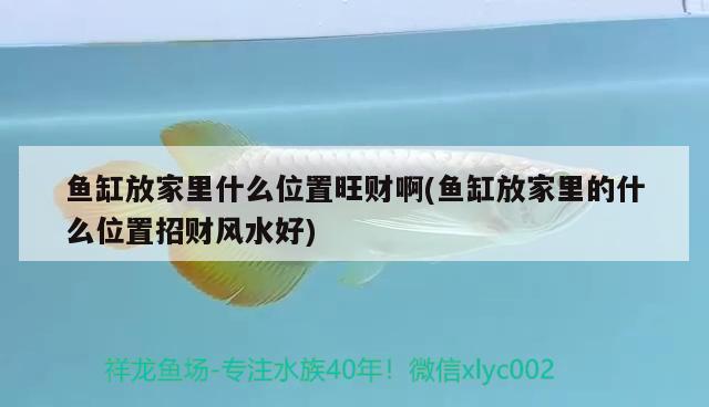 金龙鱼是怎么繁殖的？，金龙鱼是怎么孵化的，金龙鱼是怎么繁殖的 观赏鱼企业目录 第3张