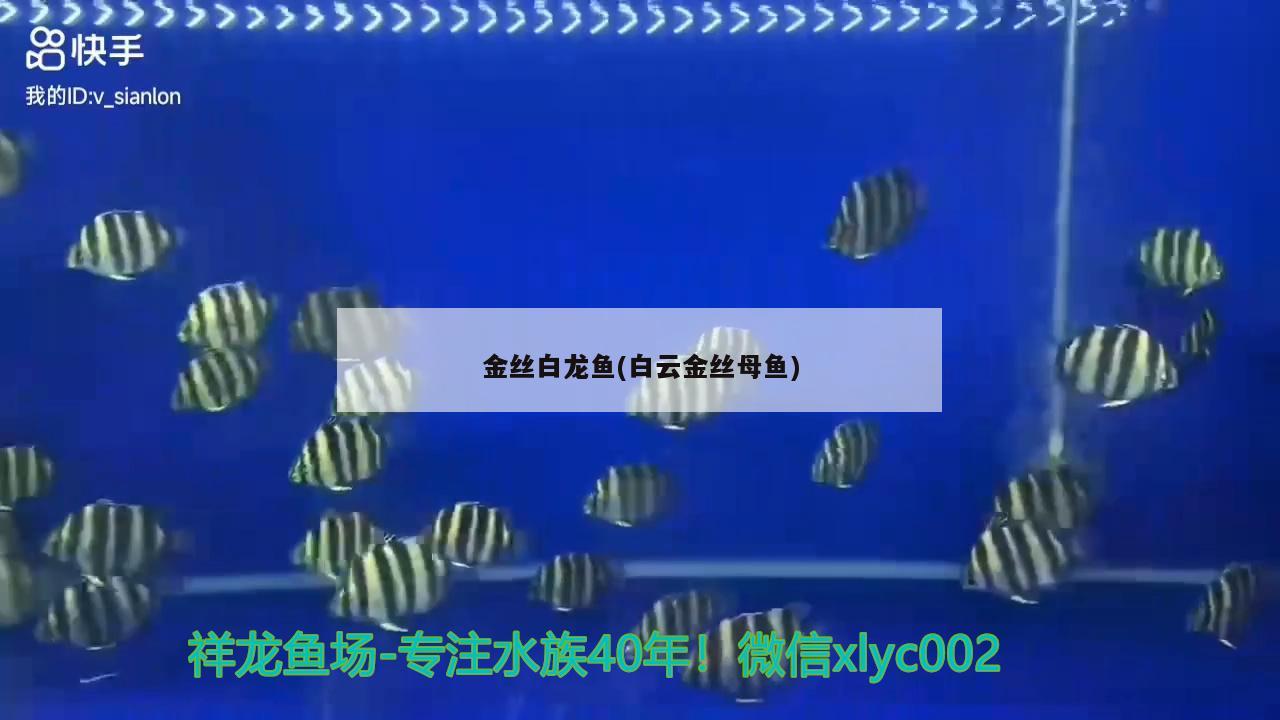 金丝白龙鱼(白云金丝母鱼) 鱼缸水泵