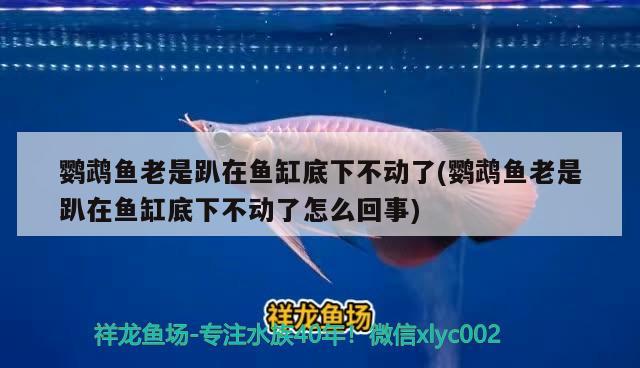 鹦鹉鱼老是趴在鱼缸底下不动了(鹦鹉鱼老是趴在鱼缸底下不动了怎么回事) 鹦鹉鱼