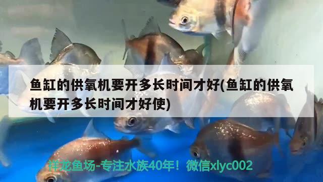 罗汉属于什么层鱼，罗汉鱼的品种 罗汉鱼 第3张