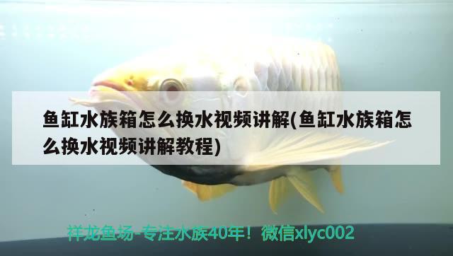 鱼缸水族箱怎么换水视频讲解(鱼缸水族箱怎么换水视频讲解教程) 鱼缸/水族箱