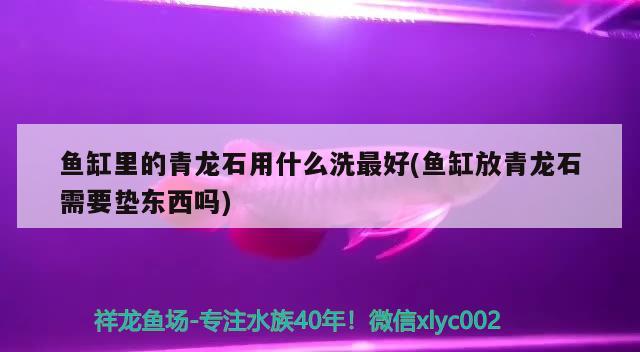 鱼缸里的青龙石用什么洗最好(鱼缸放青龙石需要垫东西吗) 粗线银版鱼苗