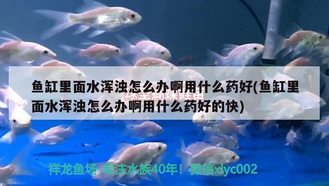 鱼缸里面水浑浊怎么办啊用什么药好(鱼缸里面水浑浊怎么办啊用什么药好的快)