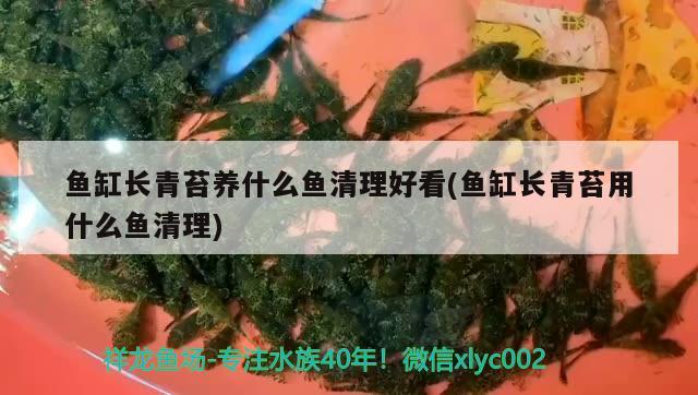 鱼缸长青苔养什么鱼清理好看(鱼缸长青苔用什么鱼清理) 观赏鱼水族批发市场