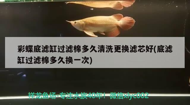 彩蝶底滤缸过滤棉多久清洗更换滤芯好(底滤缸过滤棉多久换一次) 泰庞海莲鱼