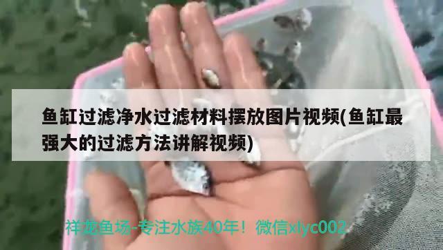 鱼缸过滤净水过滤材料摆放图片视频(鱼缸最强大的过滤方法讲解视频)