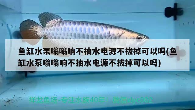 鱼缸水泵嗡嗡响不抽水电源不拔掉可以吗(鱼缸水泵嗡嗡响不抽水电源不拔掉可以吗) 鱼缸水泵 第2张