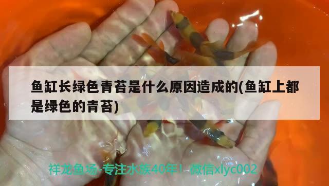 鱼缸长绿色青苔是什么原因造成的(鱼缸上都是绿色的青苔) 魟鱼百科