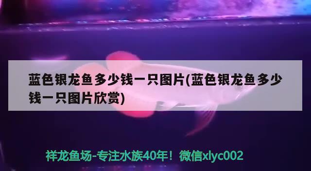 佛山市南海区大文嗨水族用品店 水族用品 第1张