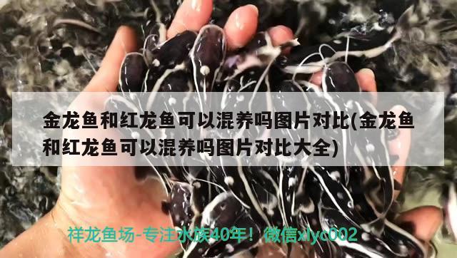 金龙鱼和红龙鱼可以混养吗图片对比(金龙鱼和红龙鱼可以混养吗图片对比大全) 野生埃及神仙鱼