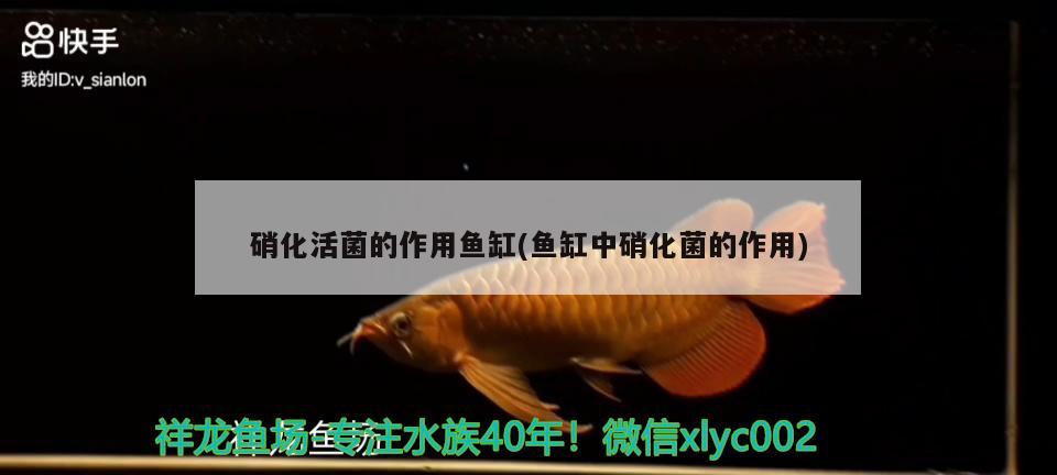 鱼缸氧气的作用是什么：鱼缸氧气是不是越多越好 广州水族批发市场 第2张