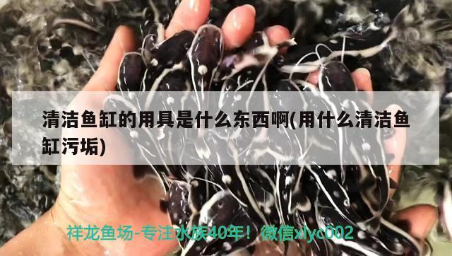 清洁鱼缸的用具是什么东西啊(用什么清洁鱼缸污垢) 三色锦鲤鱼