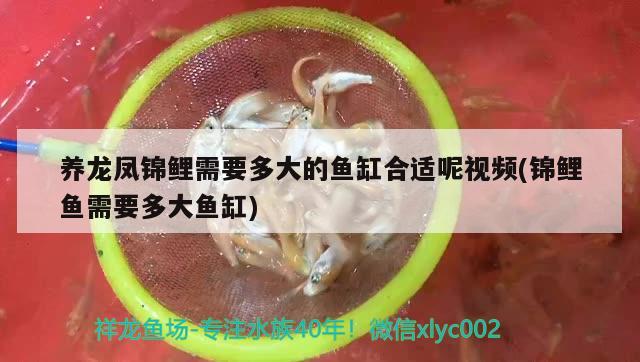 养龙凤锦鲤需要多大的鱼缸合适呢视频(锦鲤鱼需要多大鱼缸) 一眉道人鱼苗