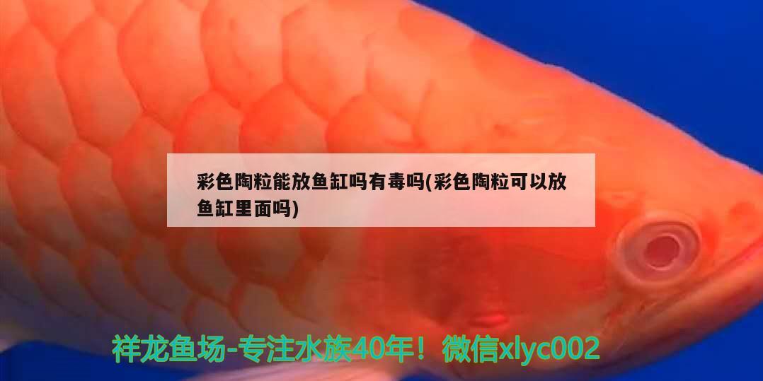 彩色陶粒能放鱼缸吗有毒吗(彩色陶粒可以放鱼缸里面吗) 帝王迷宫 第2张