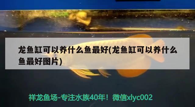 吉安龙鱼(吉安哪里有鱼批发) 2024第28届中国国际宠物水族展览会CIPS（长城宠物展2024 CIPS） 第3张