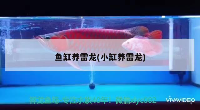 鱼缸养雷龙(小缸养雷龙) 广州祥龙国际水族贸易