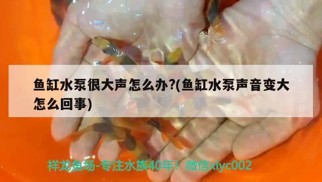 鱼缸水泵很大声怎么办?(鱼缸水泵声音变大怎么回事) 鱼缸水泵